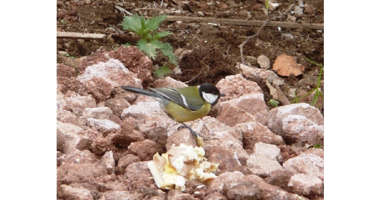 mésange charbonnière photographiée en mai 2010 à Martimpré